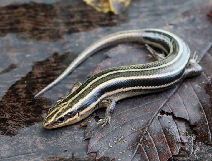 Five-lined Skink